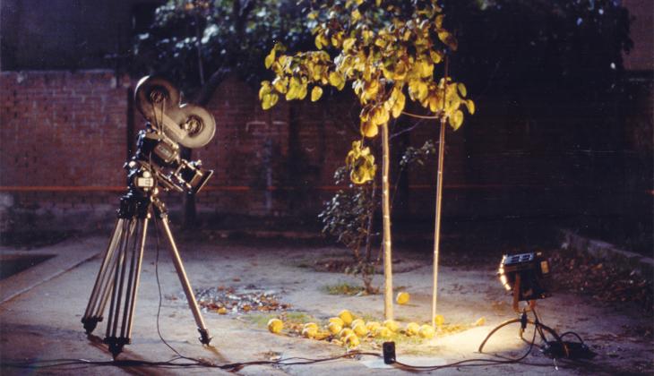The Quince Tree Sun | BAMPFA
