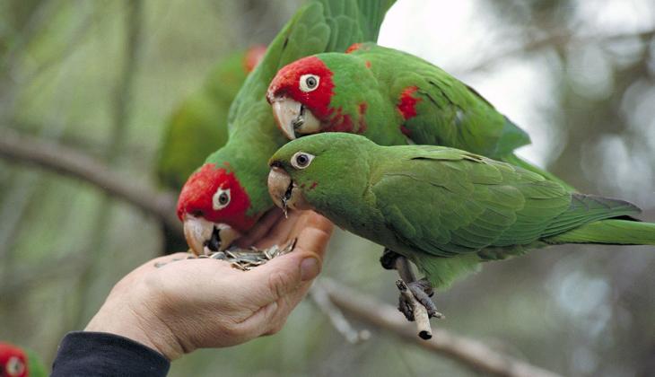 Irving_Wild-Parrots-of-