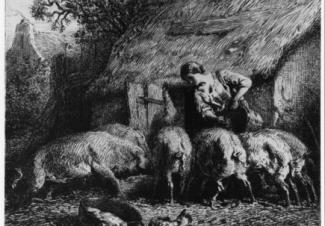 Woman Feeding Pigs